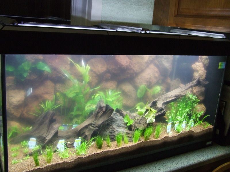 Re New setup [Aquarium Plants] Fishkeeping